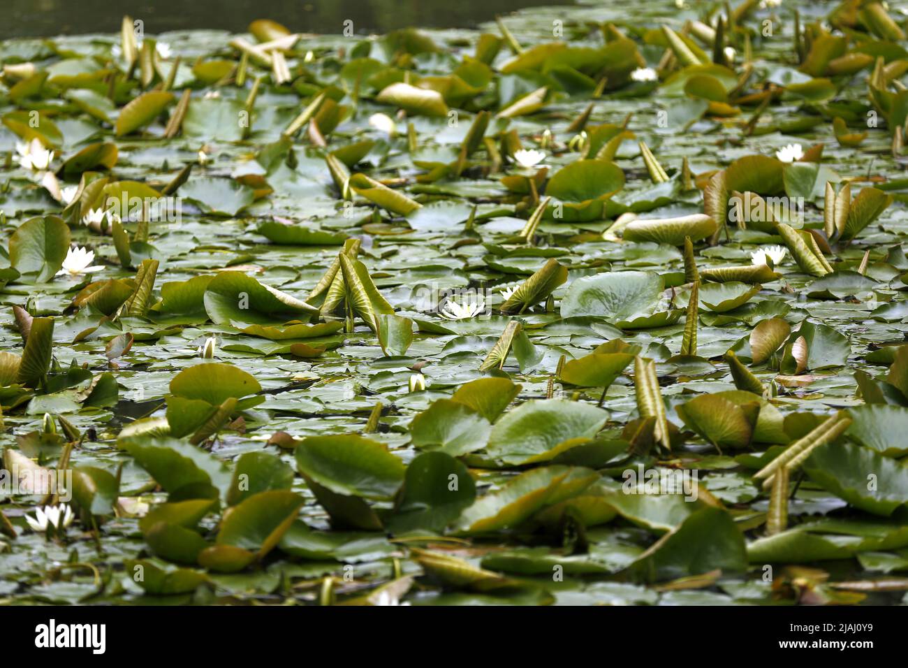 Berlin, Germany. 30th May, 2022. Berlin: Flowering water lilies in the pond in the Stadtpark Steglitz (Photo by Simone Kuhlmey/Pacific Press) Credit: Pacific Press Media Production Corp./Alamy Live News Stock Photo
