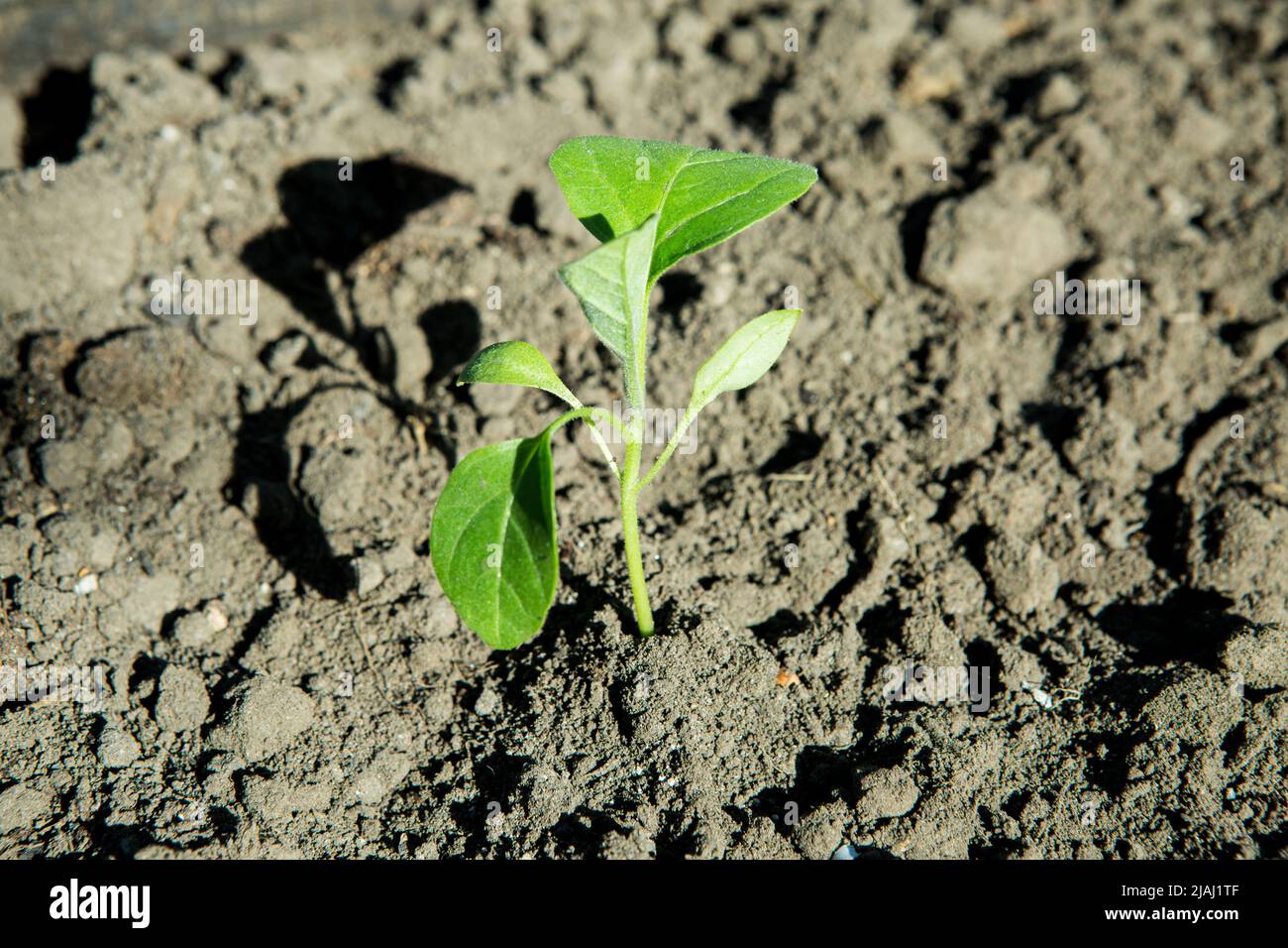 Seedlings of eggplant is ready to grow in soil nature Stock Photo Alamy