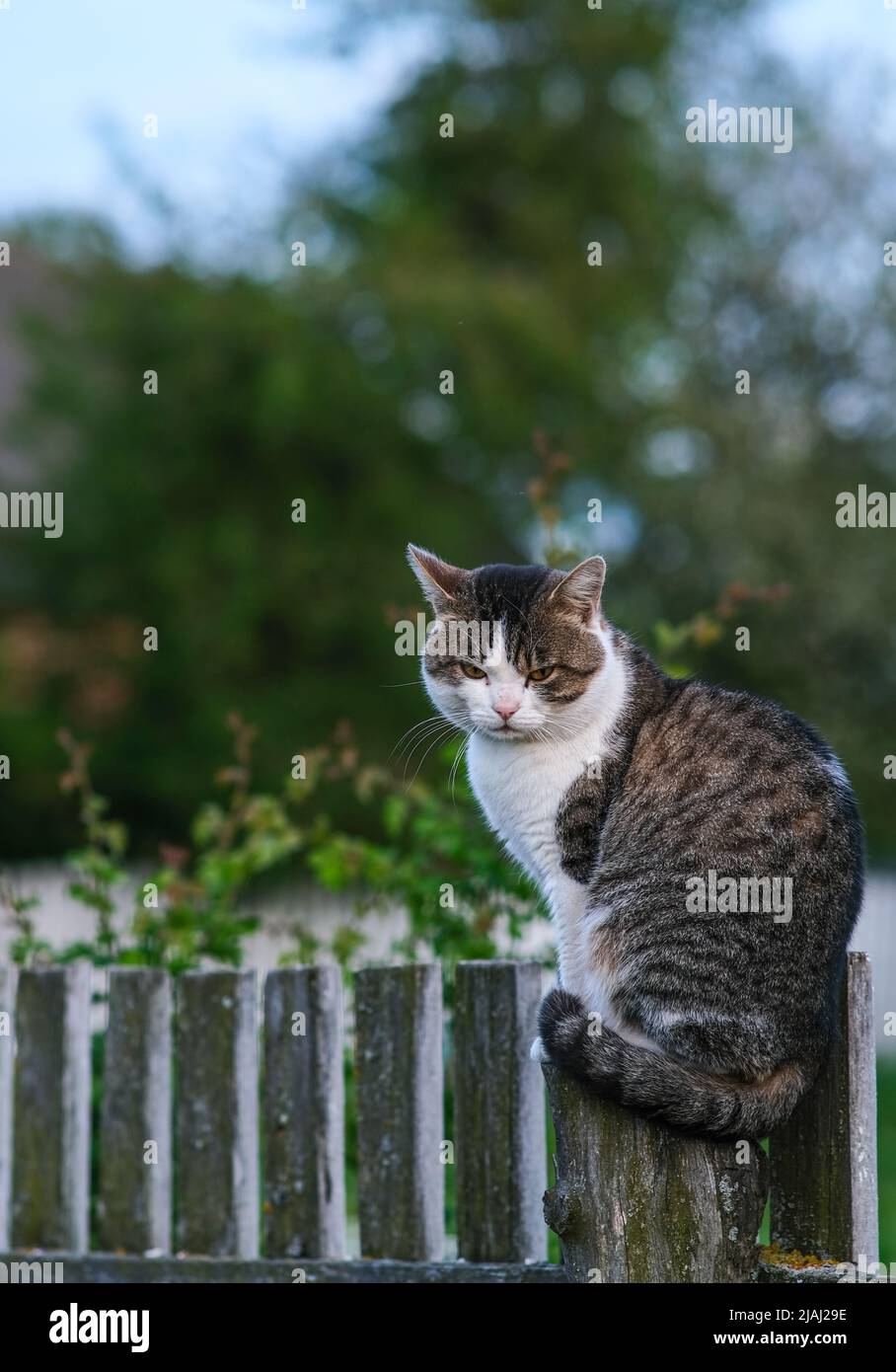 The cat in the village sits on a pole Stock Photo - Alamy