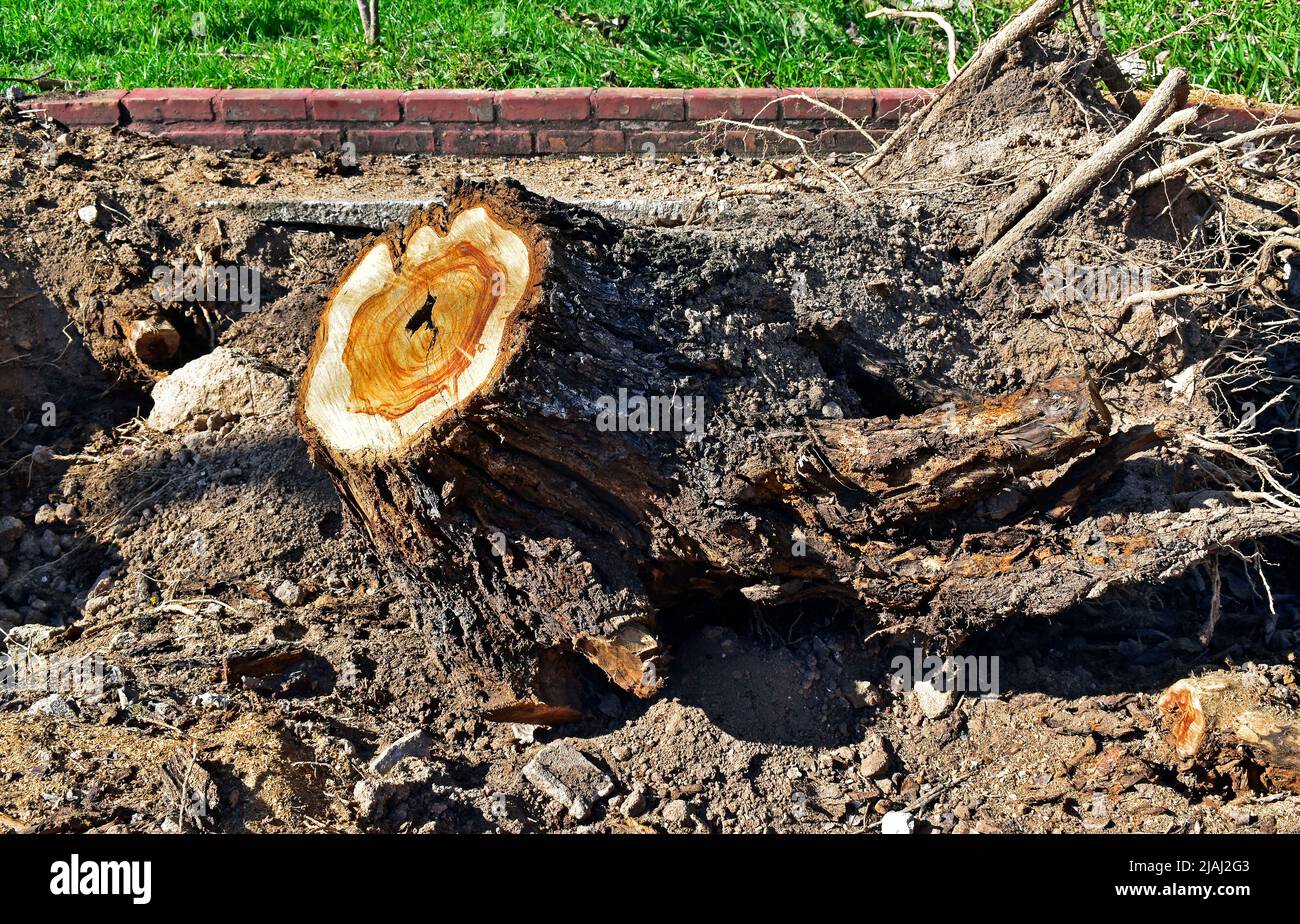 Roots and cut tree trunk over sidewalk, Rio Stock Photo