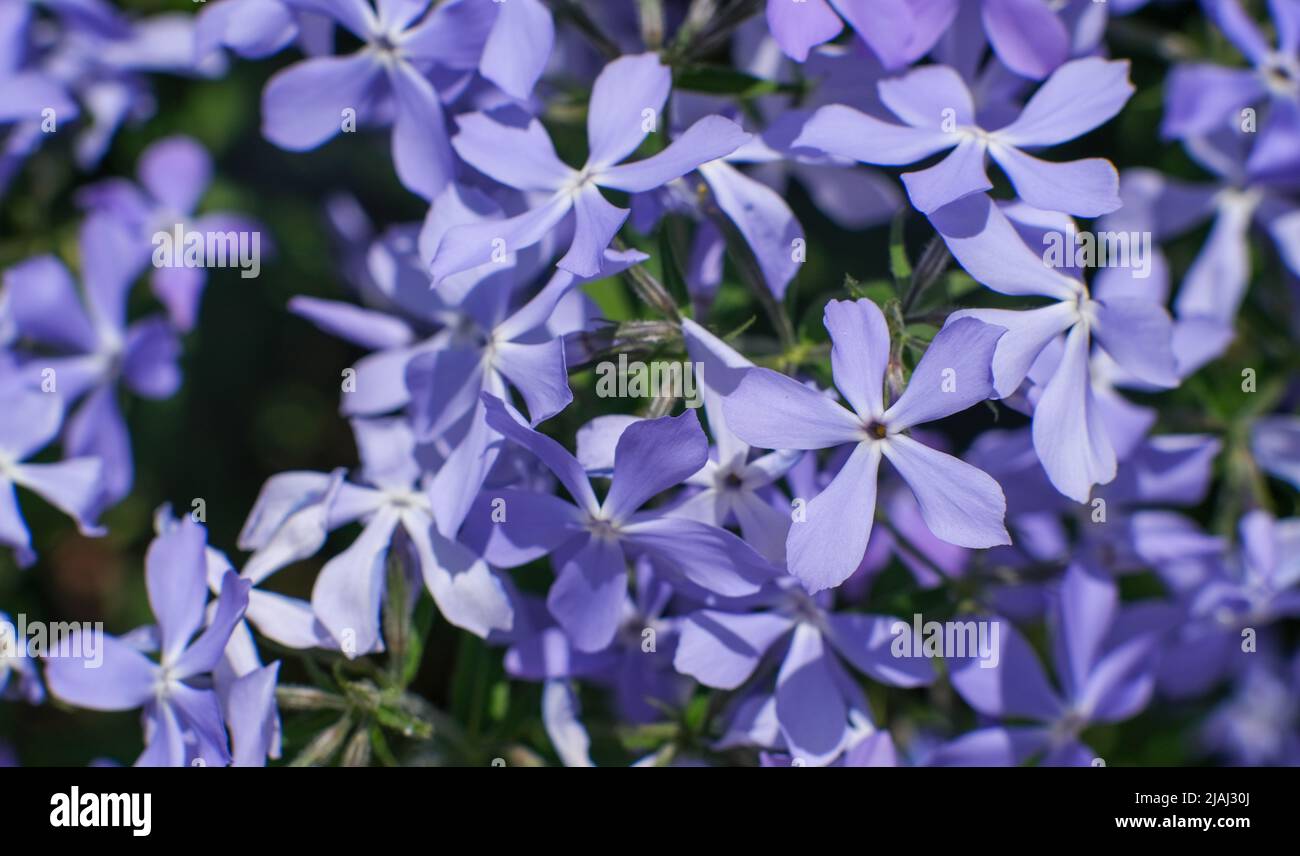 Phlox subulate. Beautiful blue plant with dense flowering. Carpet flowers.  Stock Photo