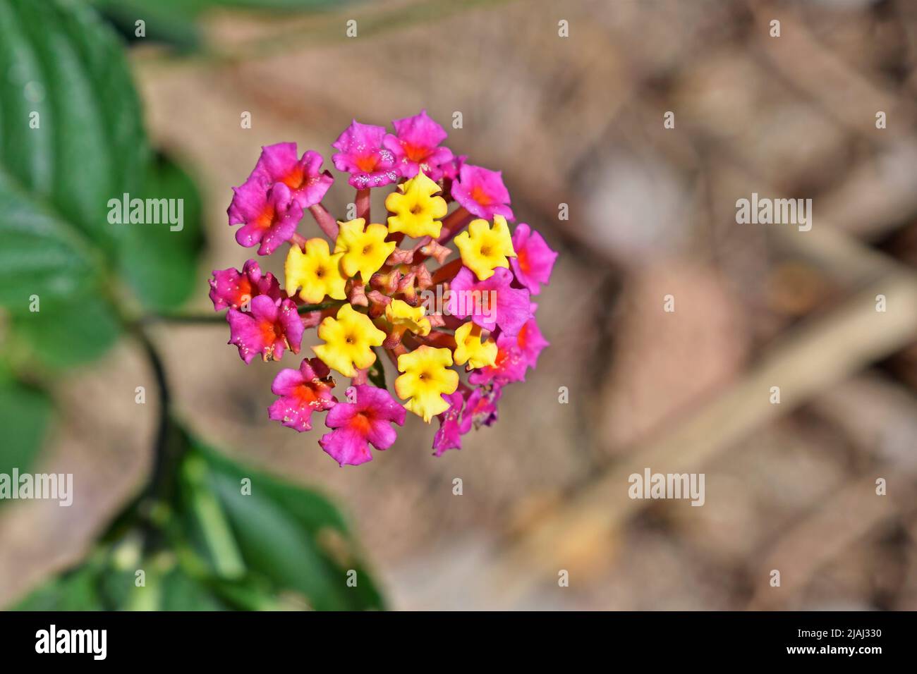 Wild-sage flowers (Lantana camara) on tropical garden Stock Photo