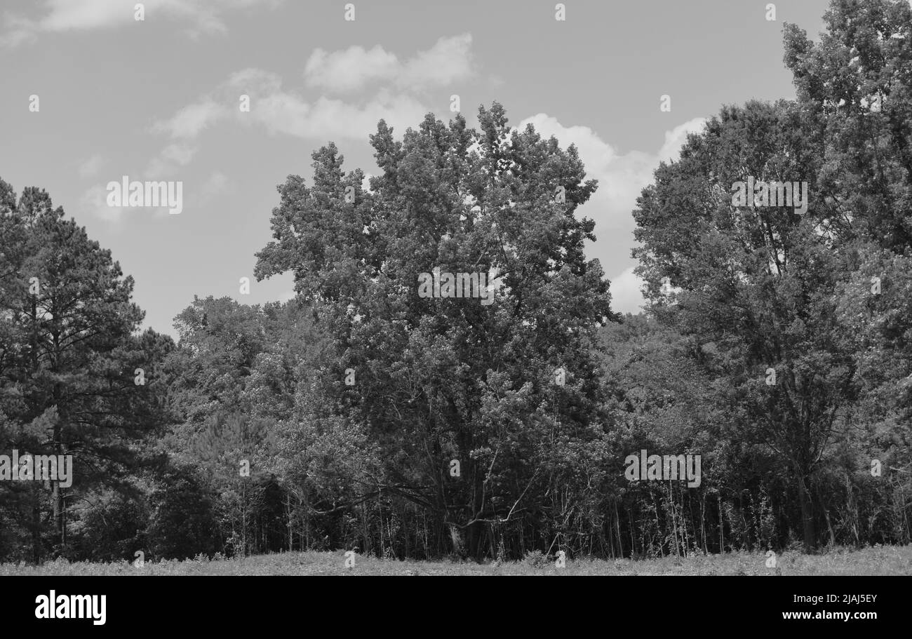 The Old Oak Tree. Stock Photo