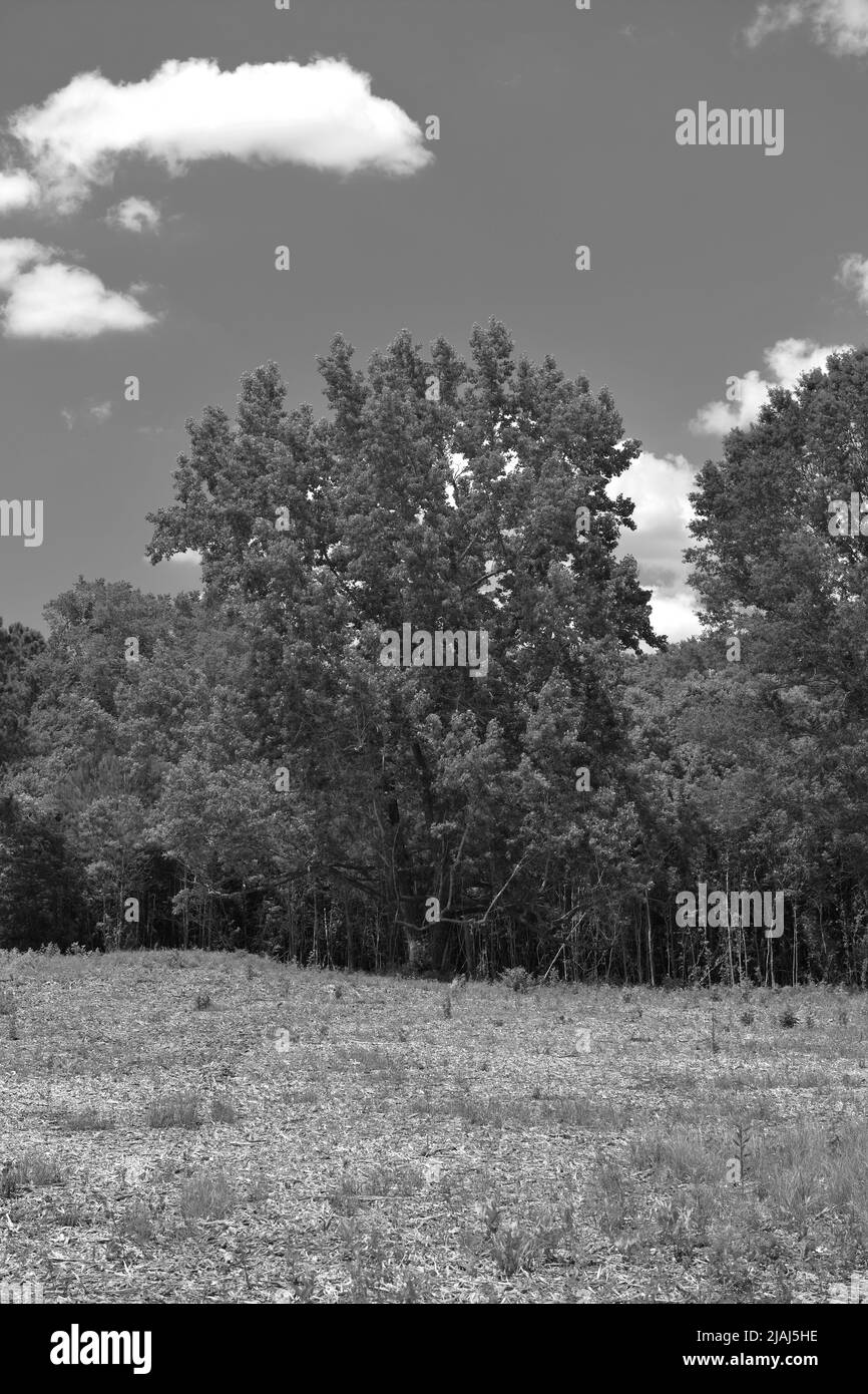 The Old Oak Tree Stock Photo Alamy