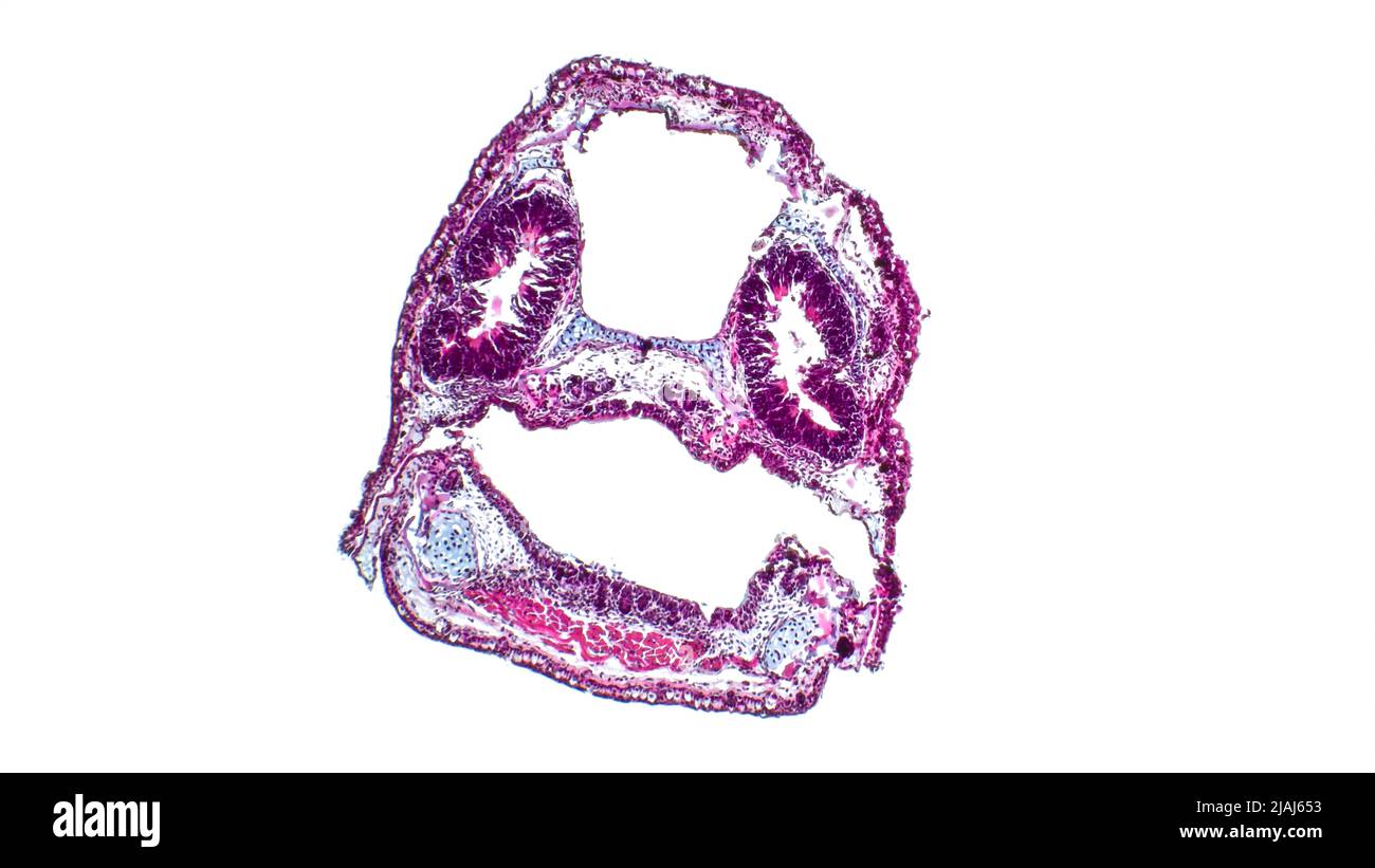 Frog development. Cross-sections through the head of the tadpole (Pelophylax ridibundus). Nasal cavity and oral cavity. Hematoxylin and eosin stain. Stock Photo