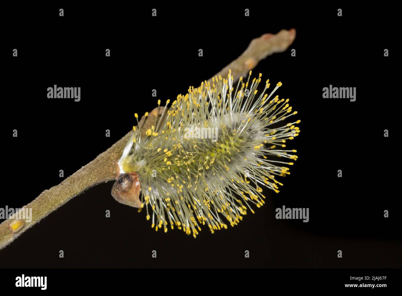 Flowering catkin of a willow Stock Photo