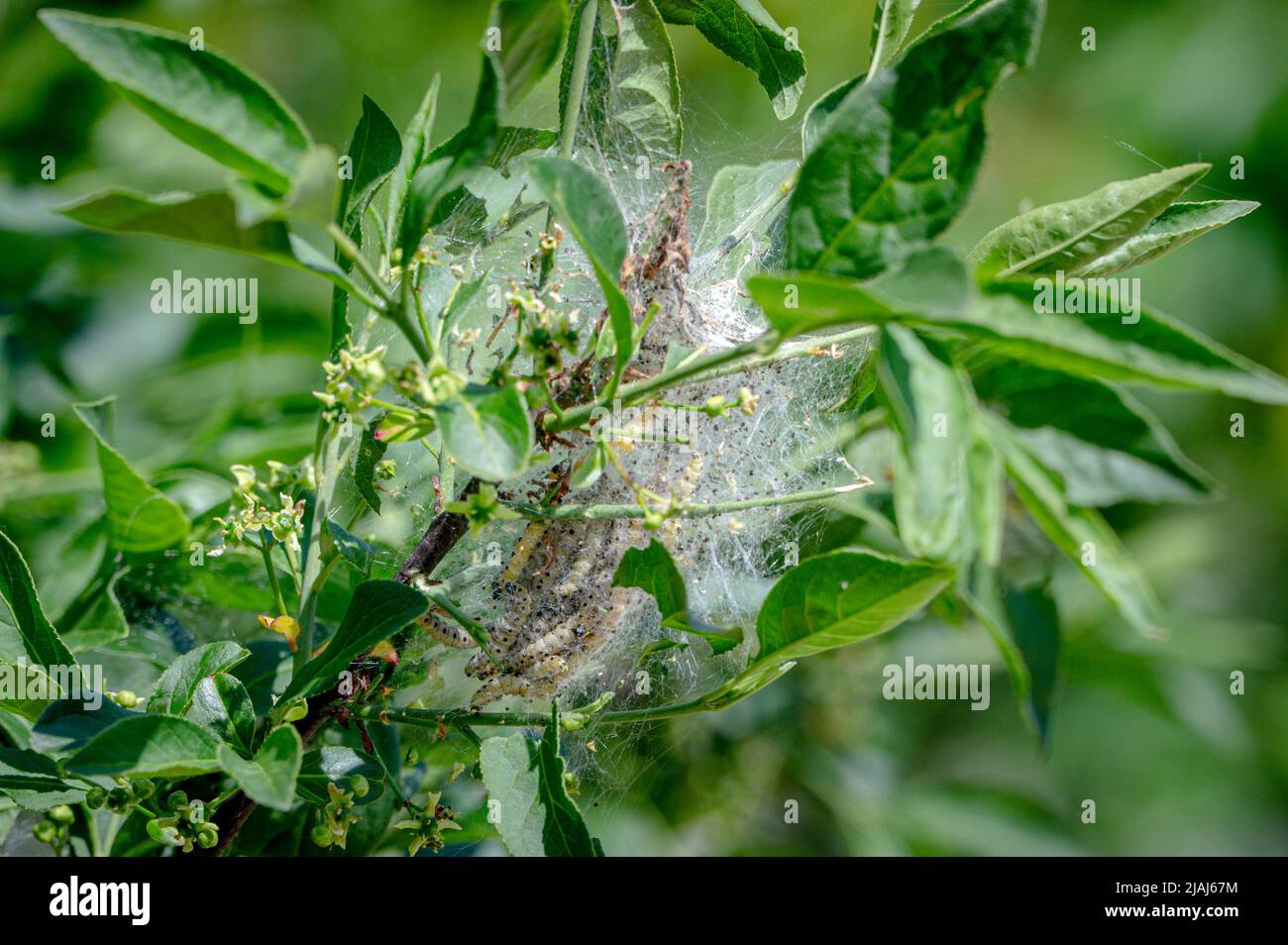Communal web and eaten leaves from the ermine moth caterpillar, Yponomeuta spp, Hertfordshire, UK Stock Photo