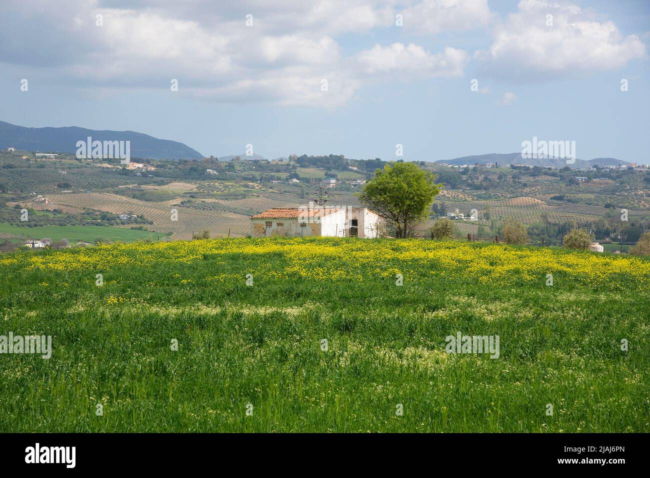 Views over green fields in Arriate and of the mountains of Serrania de Ronda in Andalusia Spain Stock Photo