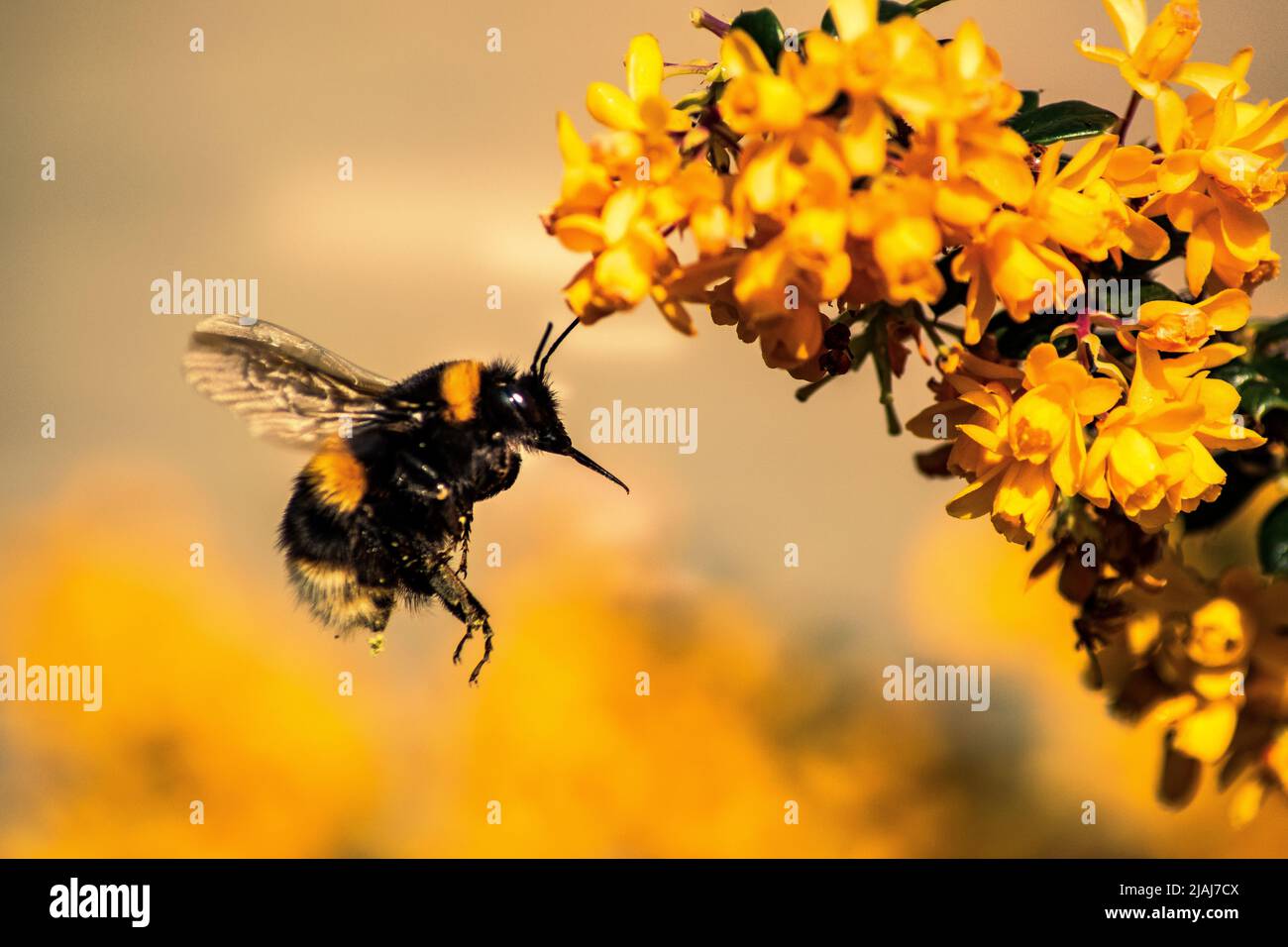 Bumblebee flying on yellow flowers Stock Photo