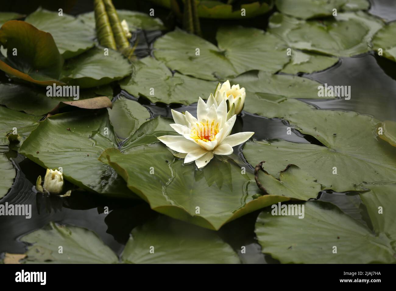 Berlin, Germany. 30th May, 2022. Berlin: Flowering water lilies in the pond in the Stadtpark Steglitz (Credit Image: © Simone Kuhlmey/Pacific Press via ZUMA Press Wire) Stock Photo