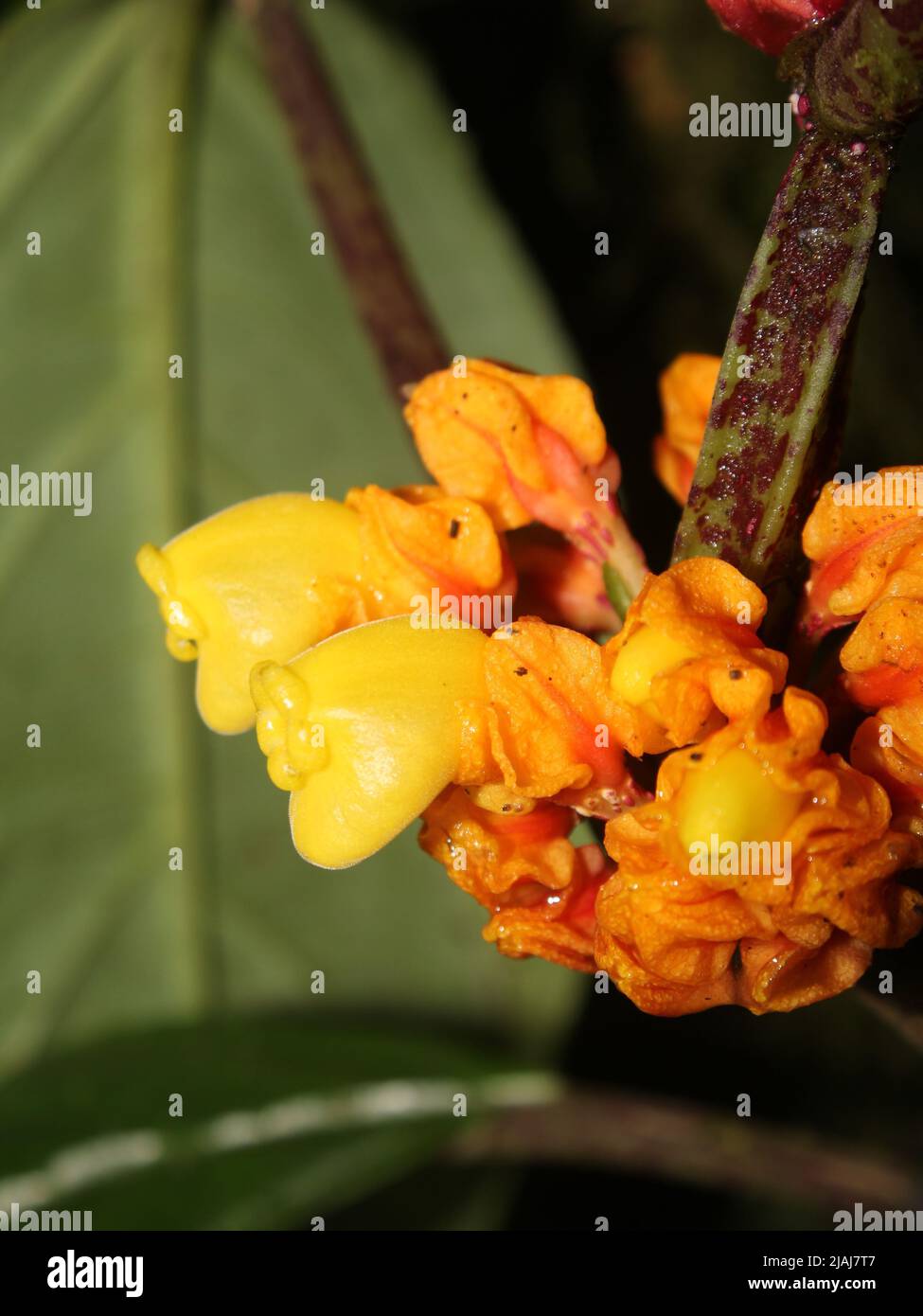 Wild tropical Gesneriad Drymonia ambonensis from Costa Rica Stock Photo