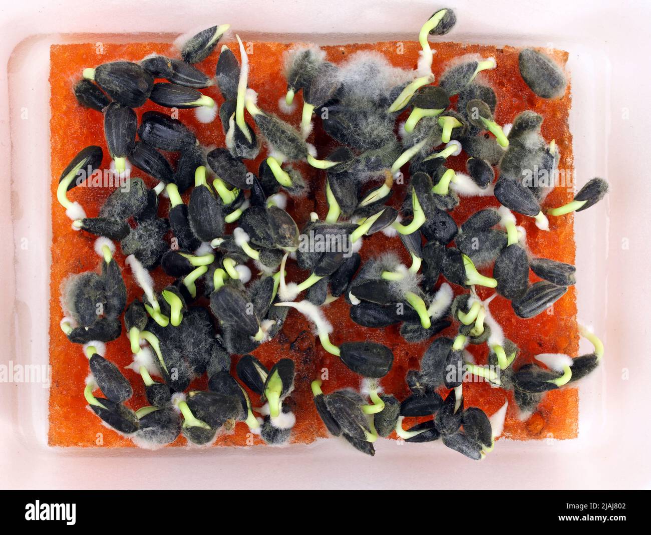 Germinated sunflower seeds on a piece of foam rubber. Growing
