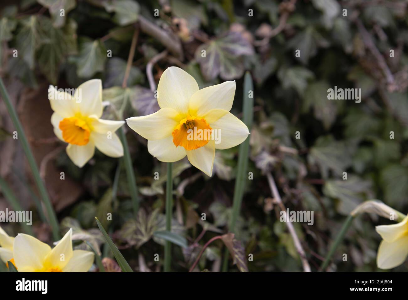 Daffodil (Narcissus pseudonarcissus), also called common daffodil or