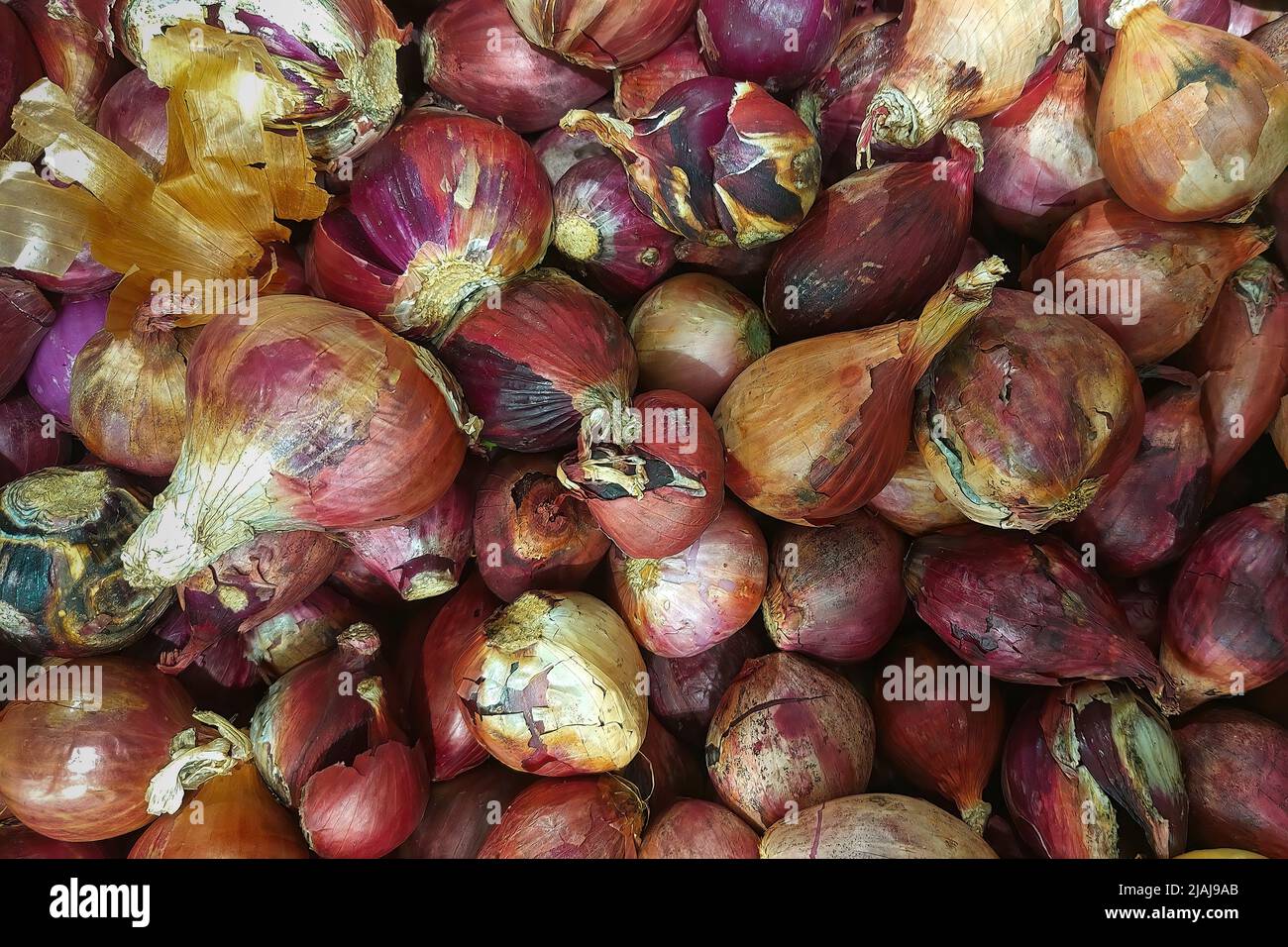 Red kitchen onion (Allium cepa) ready for sale Stock Photo