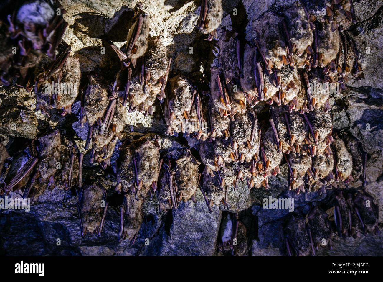 Colony of sleeping bats in the cave Stock Photo Alamy