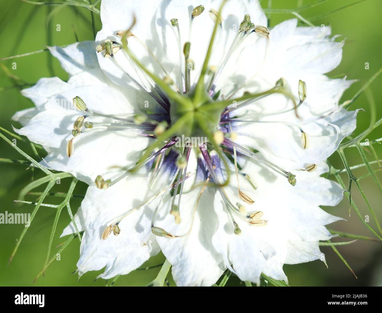 closeup of White Bachelor Button Flower Stock Photo