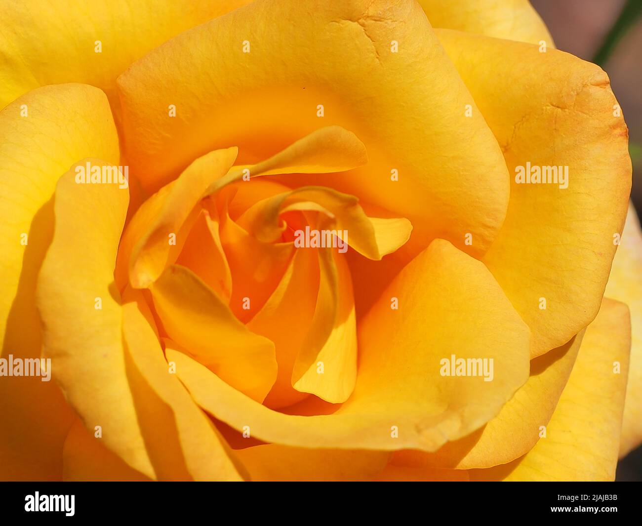 Rose yellow hybrid tea hi-res stock photography and images - Alamy