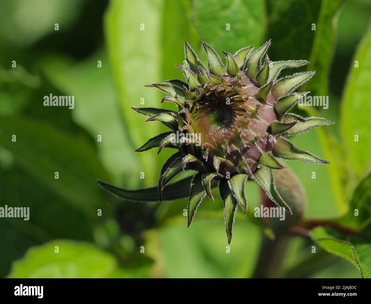 Macro of a Flower bud Stock Photo
