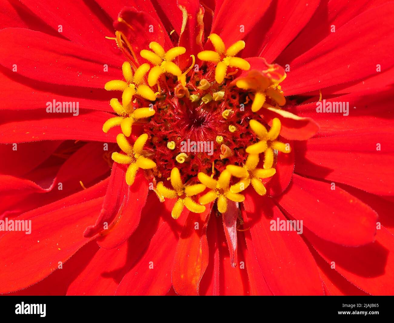 Macro of Zinnia Red Zinnia flower Stock Photo