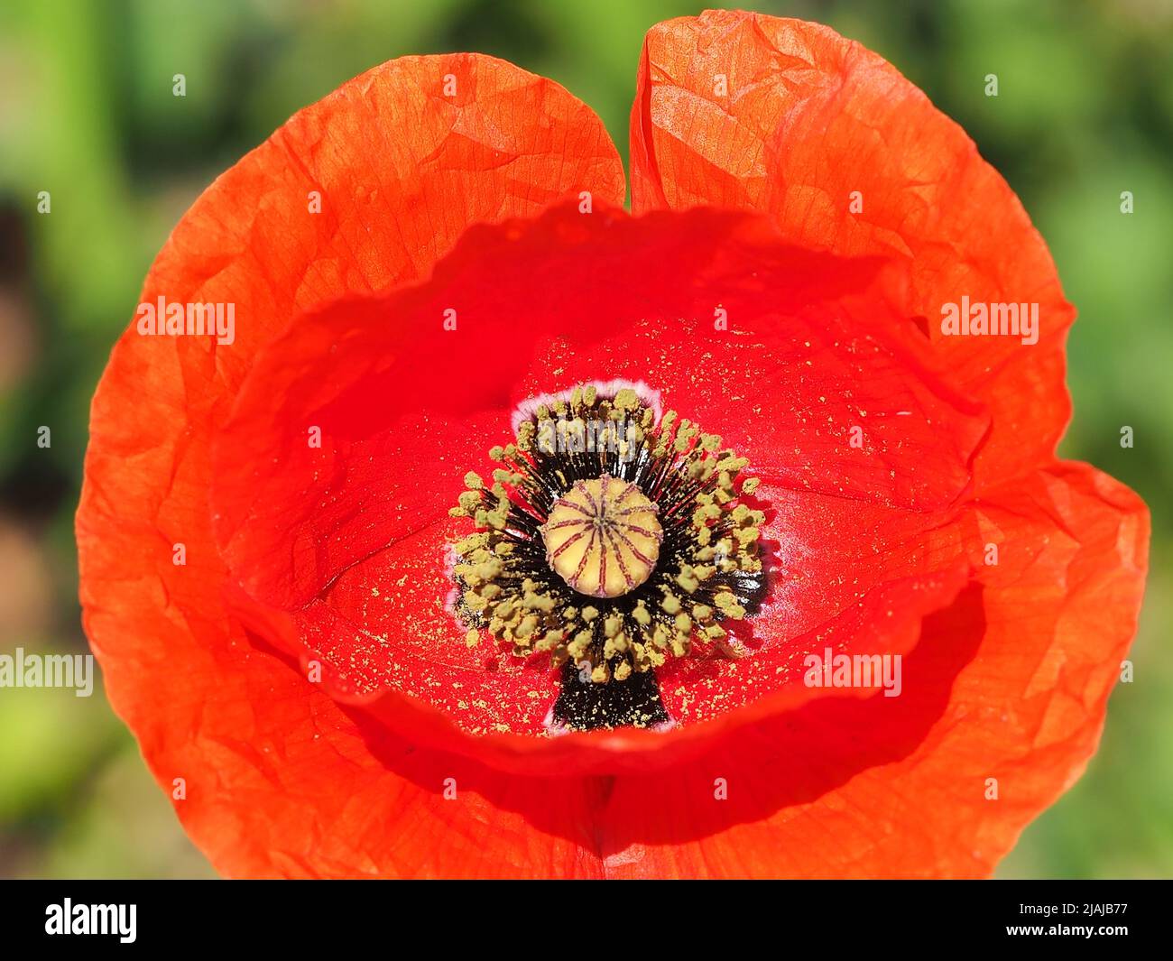 Closeup of Red and Orange Common Poppy Stock Photo