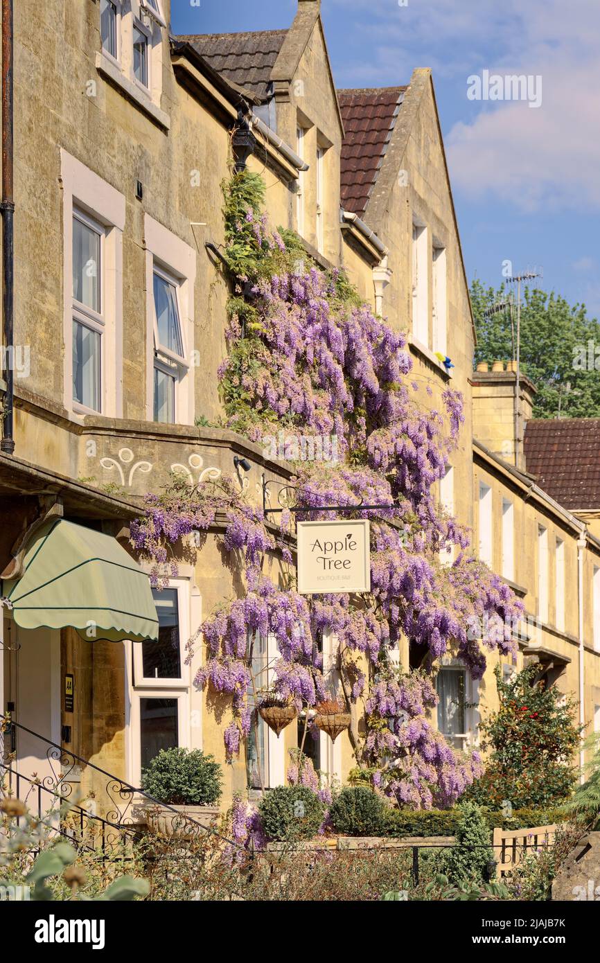 Apple Tree guest house hotel Bath wisteria Stock Photo - Alamy