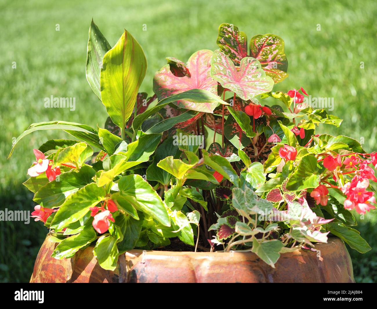 Large flower pot with Hosta's and red flowers Stock Photo