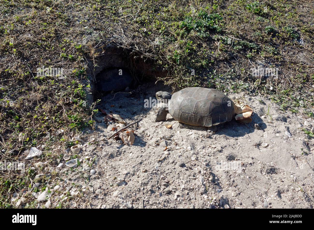 gopher tortoise and burrow den in florida, usa Stock Photo