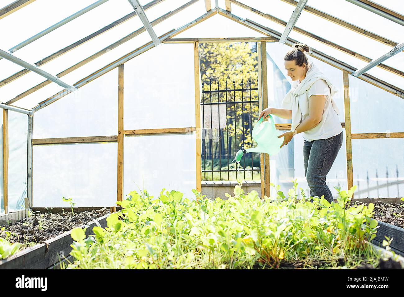 Woman in greenhouse outdoors watering and taking care of plants in soil. Fresh food, salad, gardening. Small business Stock Photo