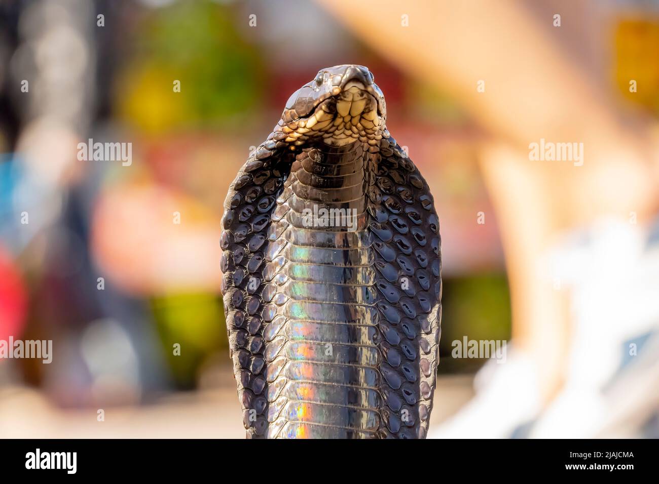 Medina, Marrakesh, Morocco. 13th Nov, 2021. King Cobra (Ophiophagus