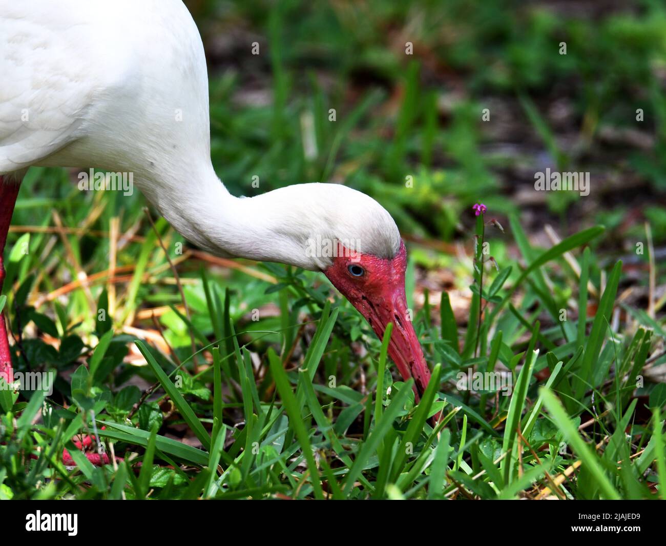 Ibis in grass with bug hires stock photography and images Alamy