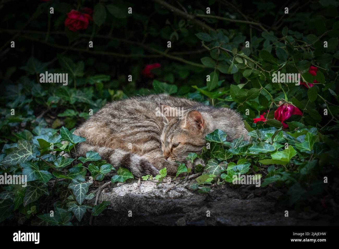 Kitten sleeping flowers hi-res stock photography and images - Alamy