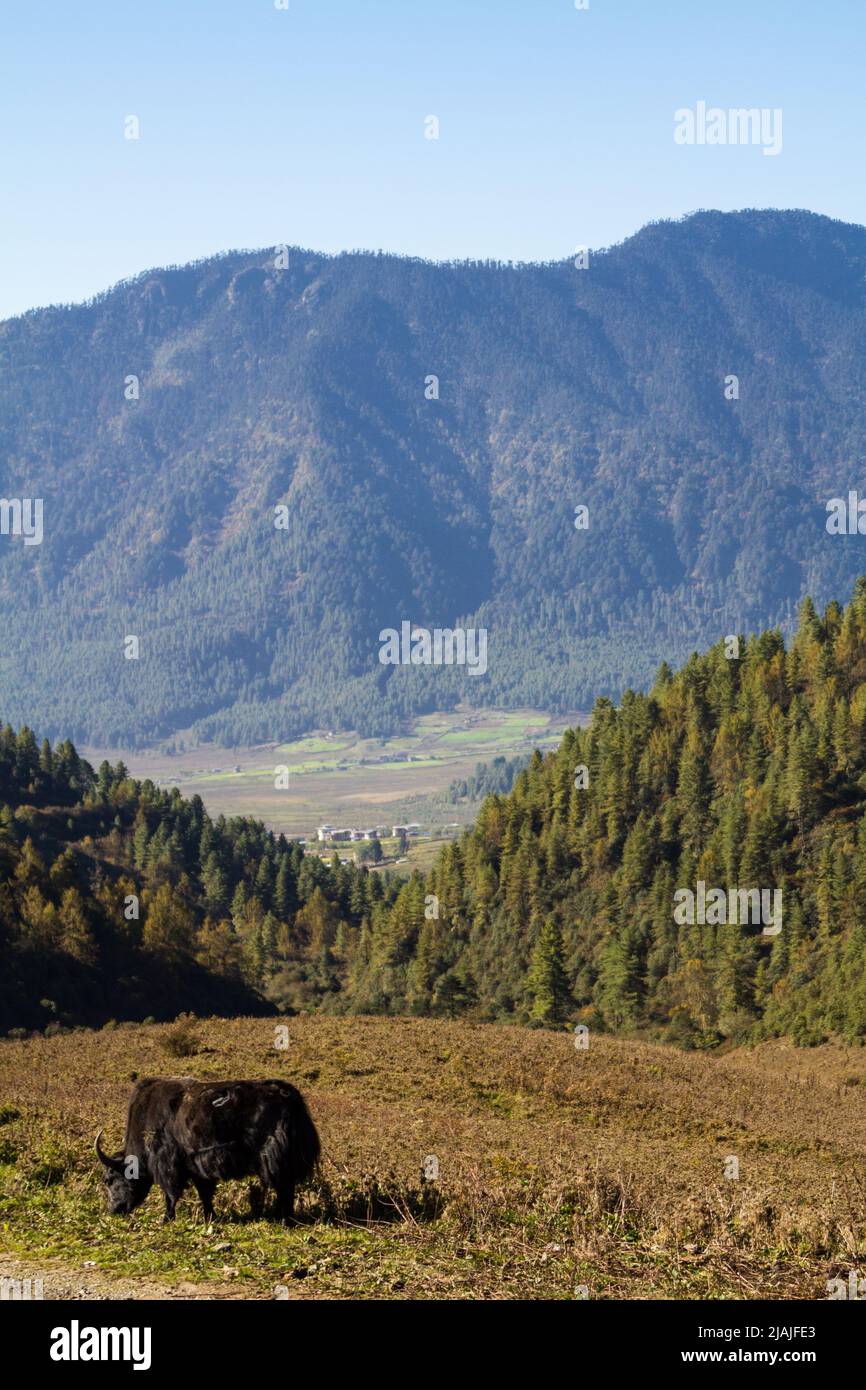 A lone yak grazes on the hillside in front of rural Phobjuka Valley in Bhutan Stock Photo