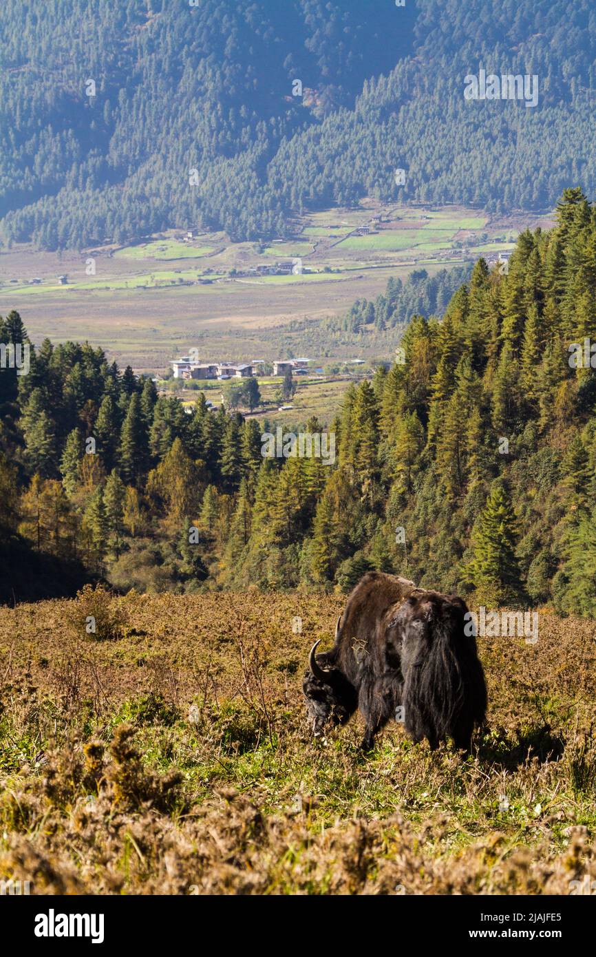 A lone yak grazes on the hillside in front of rural Phobjuka Valley in Bhutan Stock Photo