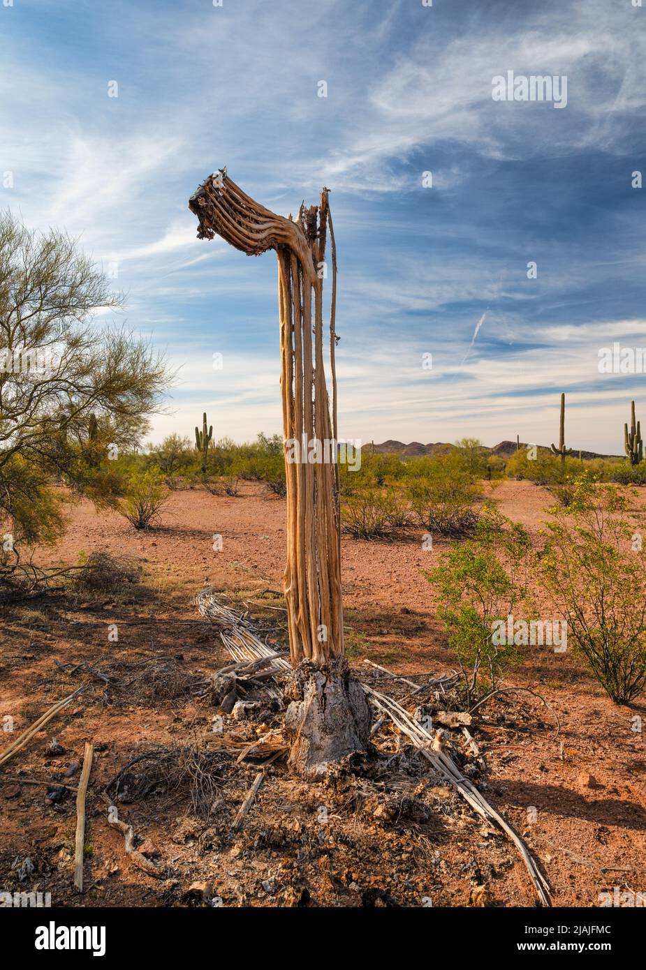 Dead Saguaro cactus in Sonoran Desert Stock Photo Alamy