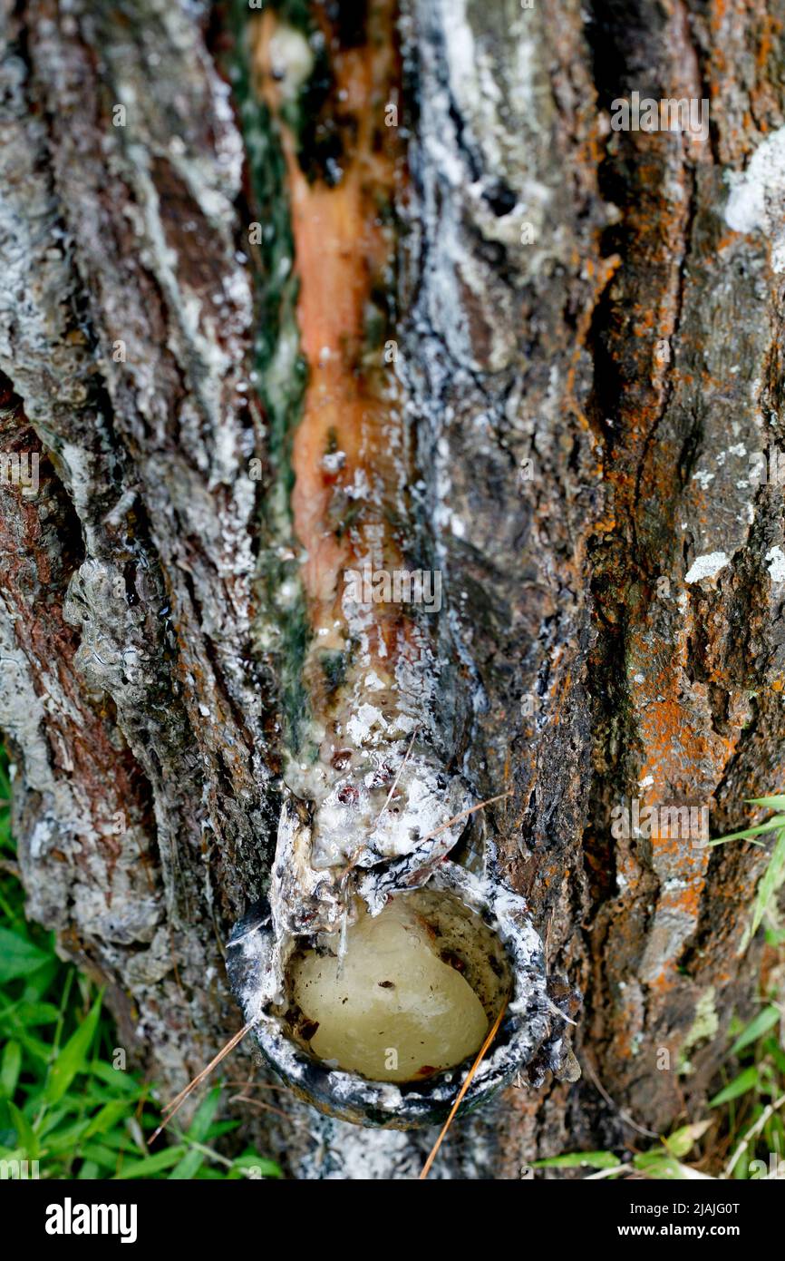Close up of traditional pine tree sap production in eastjava, Indonesia