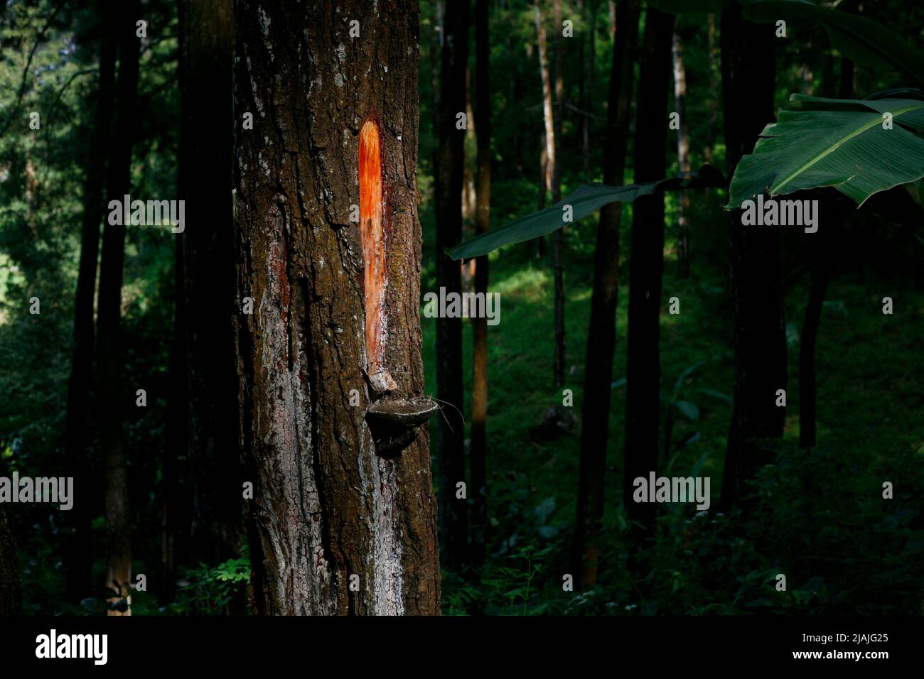 Traditional pine tree sap production in eastjava, Indonesia Stock Photo