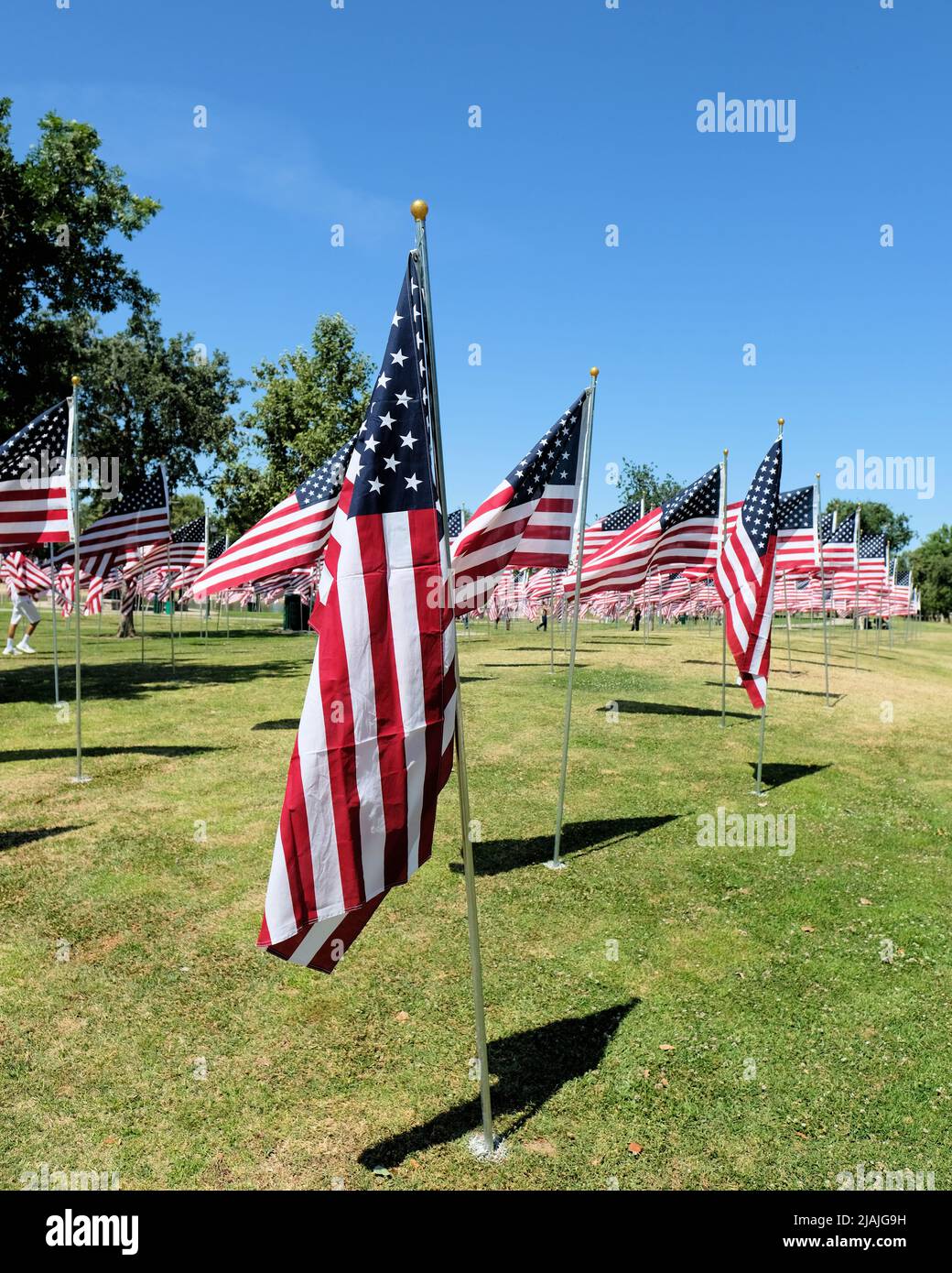 United States flags at a park celebrating a national patriotic holiday: Memorial Day, Veteran's Day, Flag Day, President's Day, Independence Day. Stock Photo