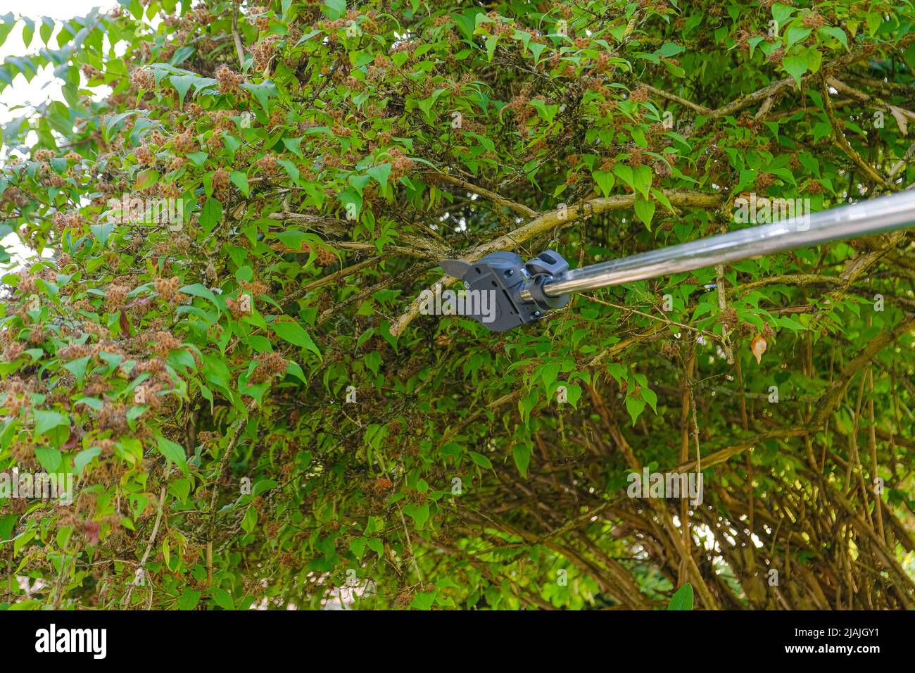 Pruning tall trees in the garden.Telescopic garden shears cut branches .telescopic pruner for pruning branches. Pruning Tool.Gardening and farming Stock Photo