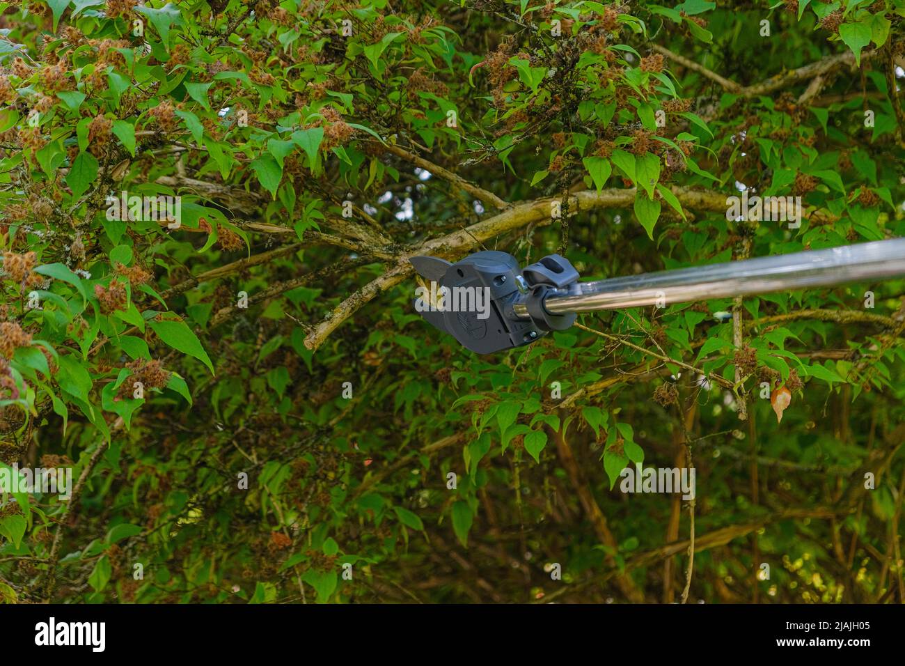 Pruning tall trees in the garden.Telescopic garden shears cut branches .telescopic pruner for pruning branches. Pruning Tool.Gardening and farming Stock Photo