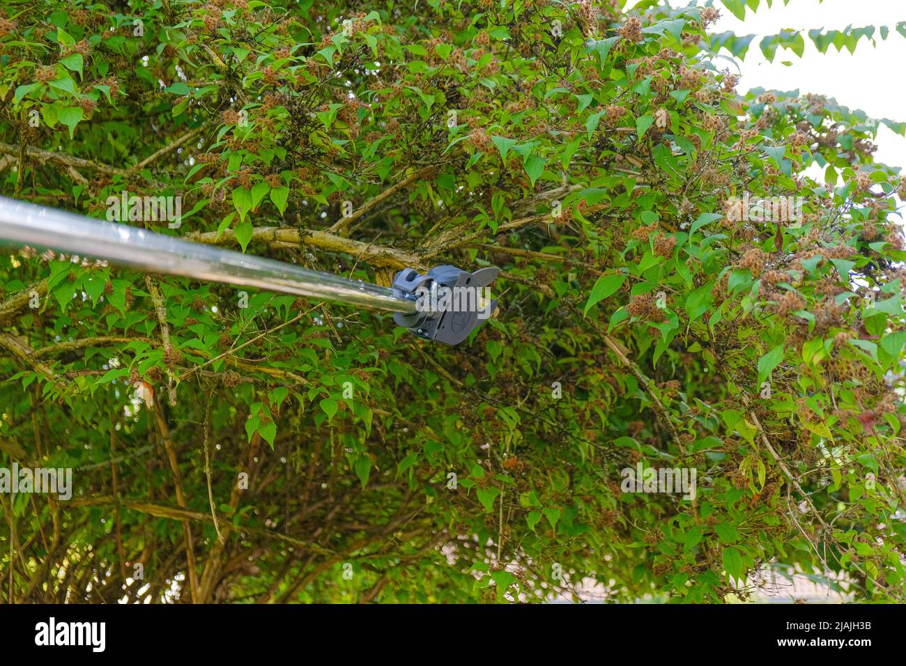 Telescopic garden shears cut branches .telescopic pruner for pruning branches. Pruning Tool.Gardening and farming tools.plant formation  Stock Photo