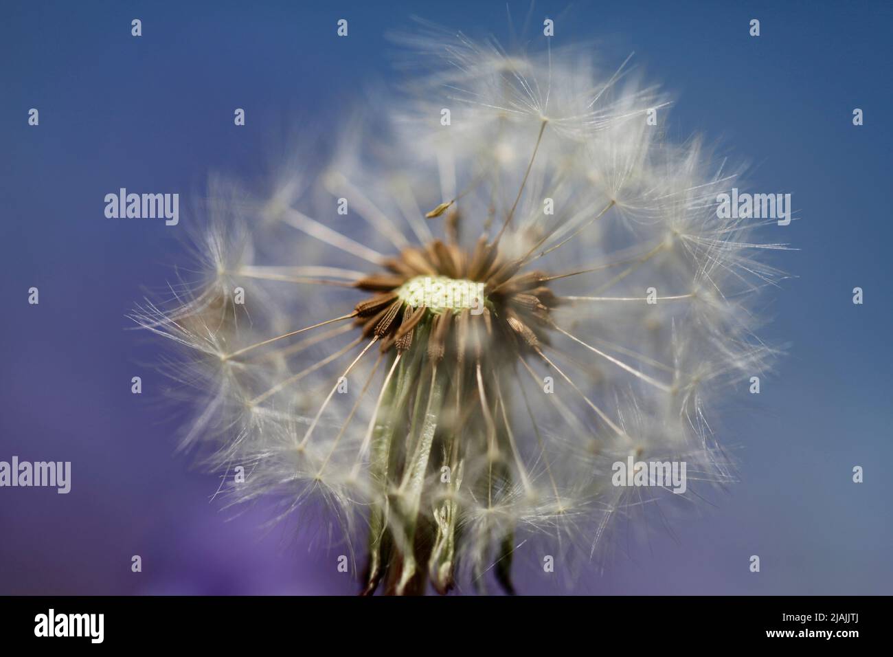 Red-seeded Dandelion Seedhead amongst flowering bluebells Stock Photo