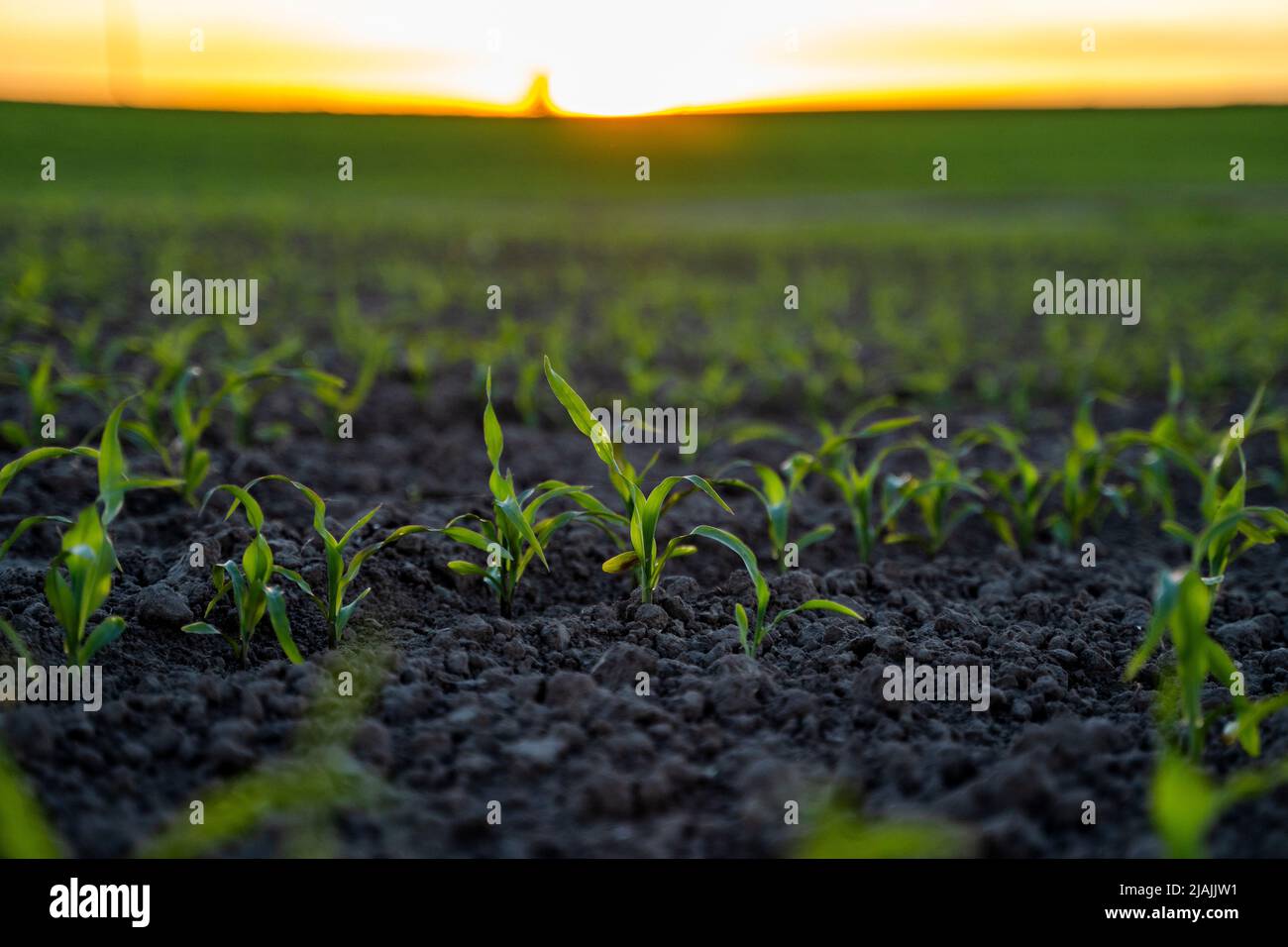 Rows of young corn plants on a fertile field with dark soil in ...