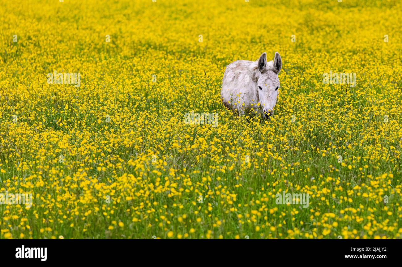 Family of donkeys outdoors in spring. Donkeys on the meadow Stock Photo