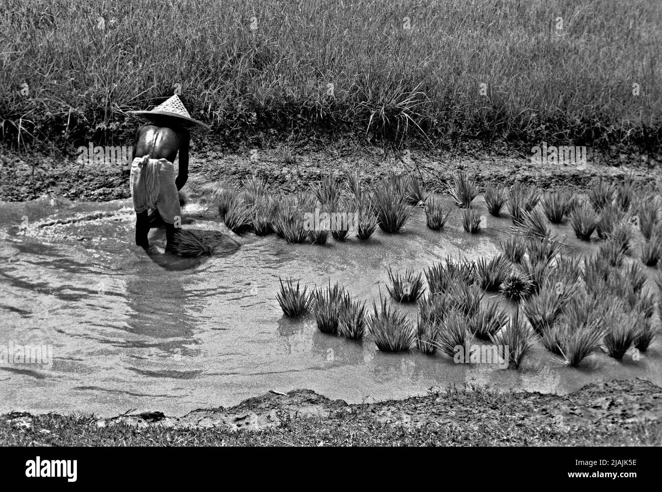 A farmer getting ready to cultivate seedlings of paddy in his land at