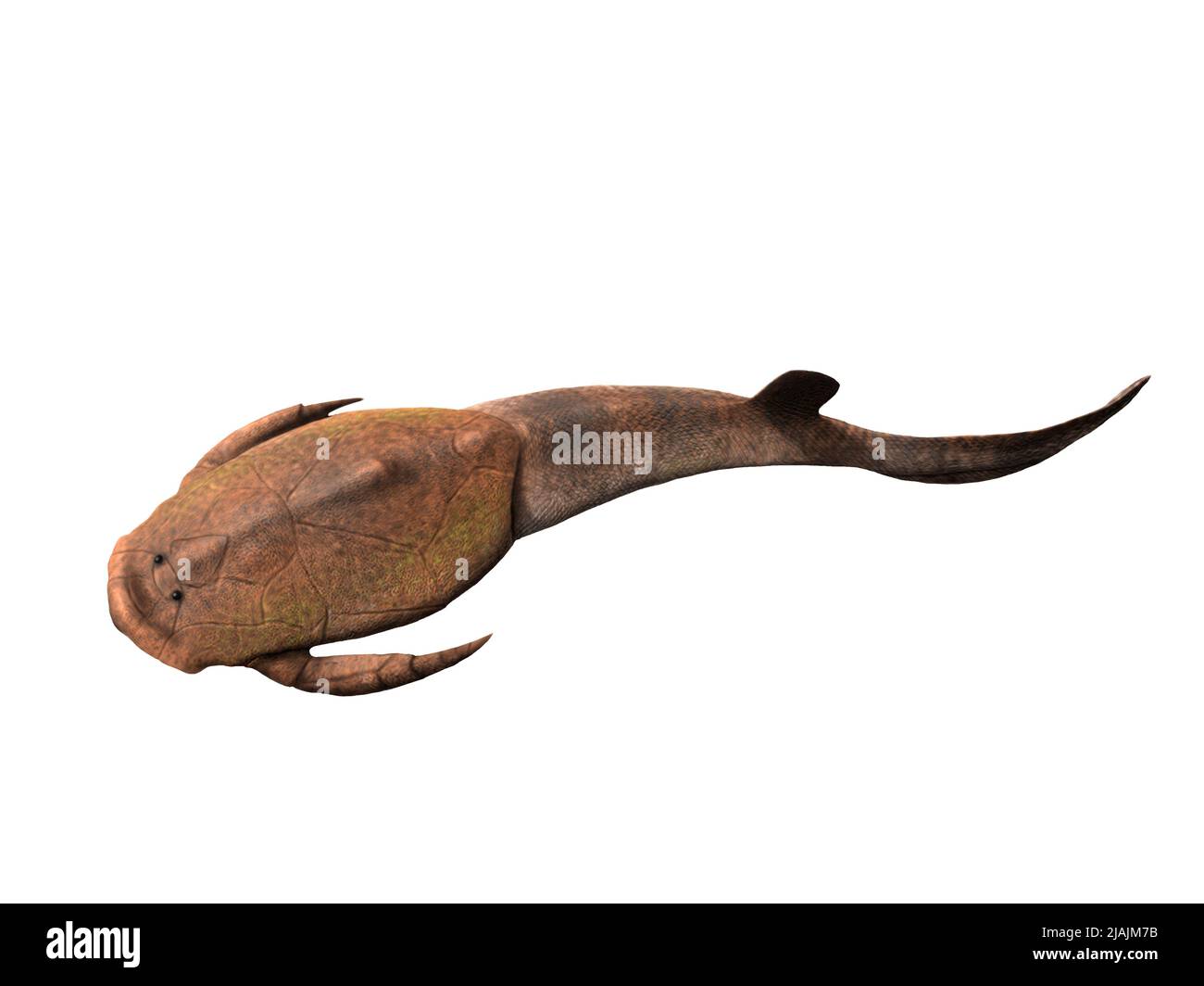 Yunnanolepis chii, a placoderm fish from the Devonian period of China. Stock Photo