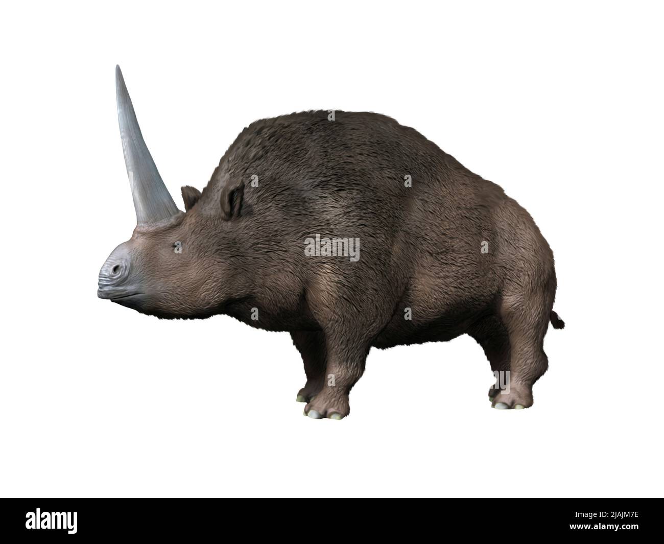 Elasmotherium sibiricum, a rhinoceros from the Pleistocene epoch of Siberia. Stock Photo