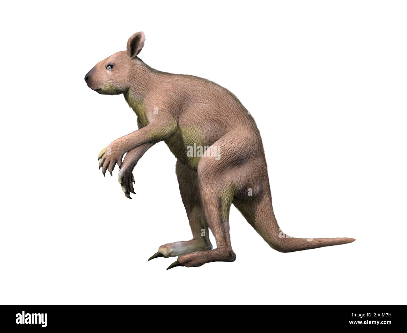 Sthenurus stirlingi, a fossil kangaroo from Australia. Stock Photo