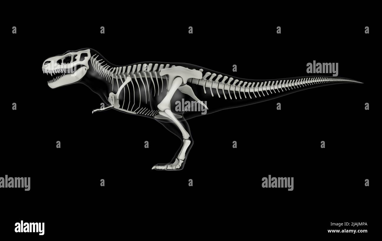 Tyrannosaurus rex fossil cutout hi-res stock photography and images - Alamy