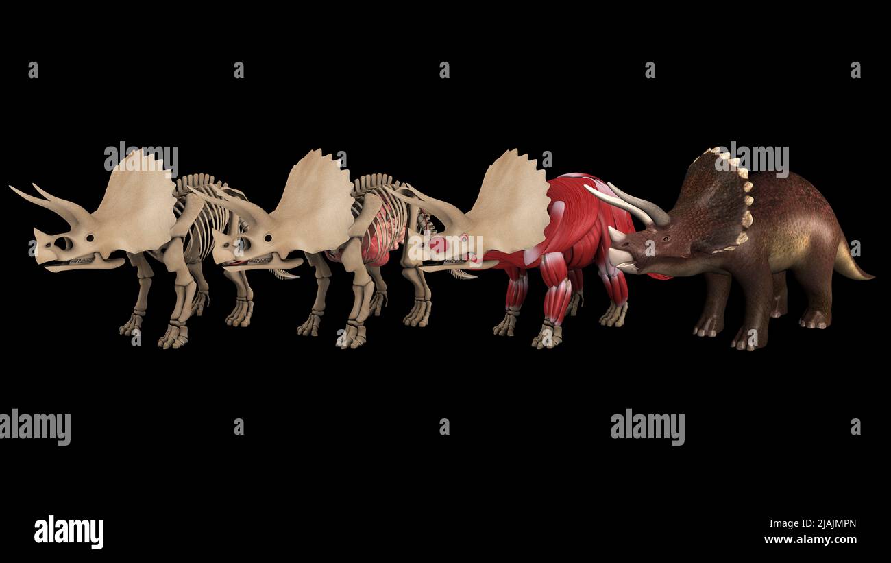 Anatomy of Triceratops dinosaur, multiple views. Stock Photo