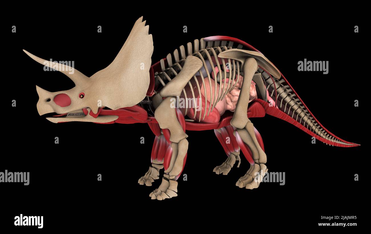 Anatomy of Triceratops dinosaur, side view. Stock Photo